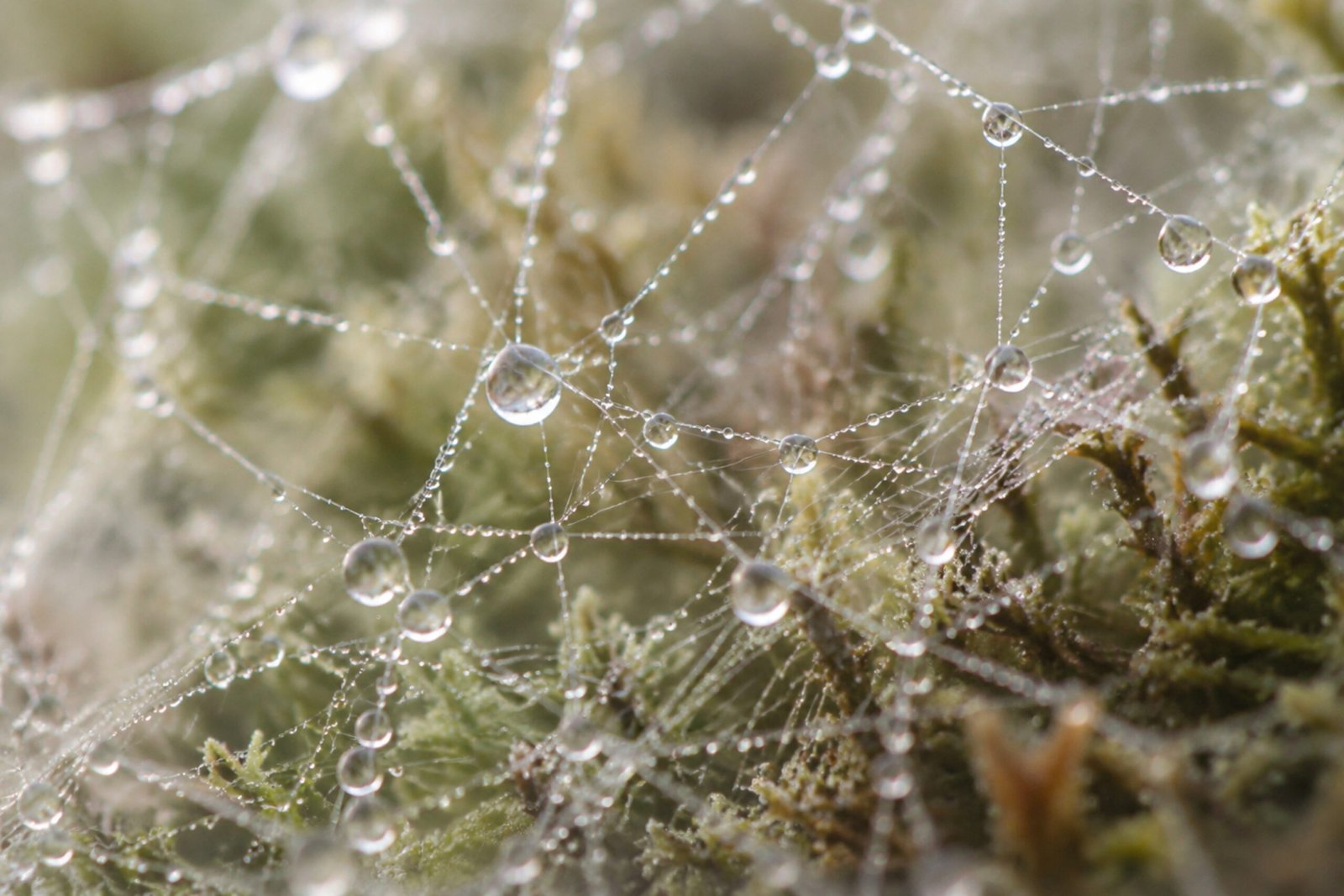 Dew suspended across an interconnected web of fine strands.