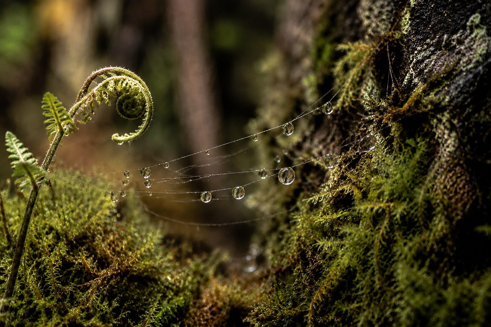 A fern, fine web and water droplets beside moss-covered bark.