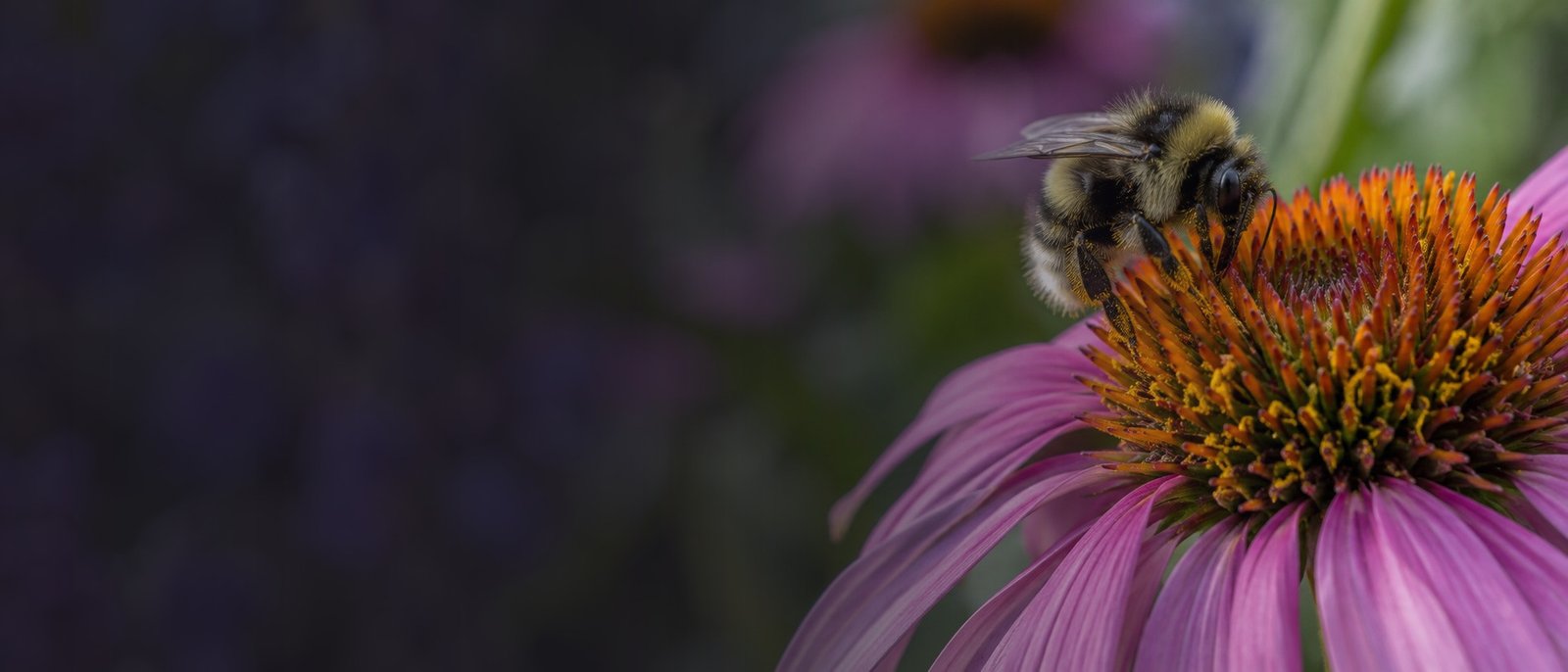 Pollinator bee on flower